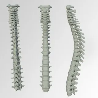 Three-dimensional spinal column display